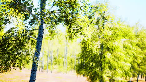 birch forest in sunlight in the morning