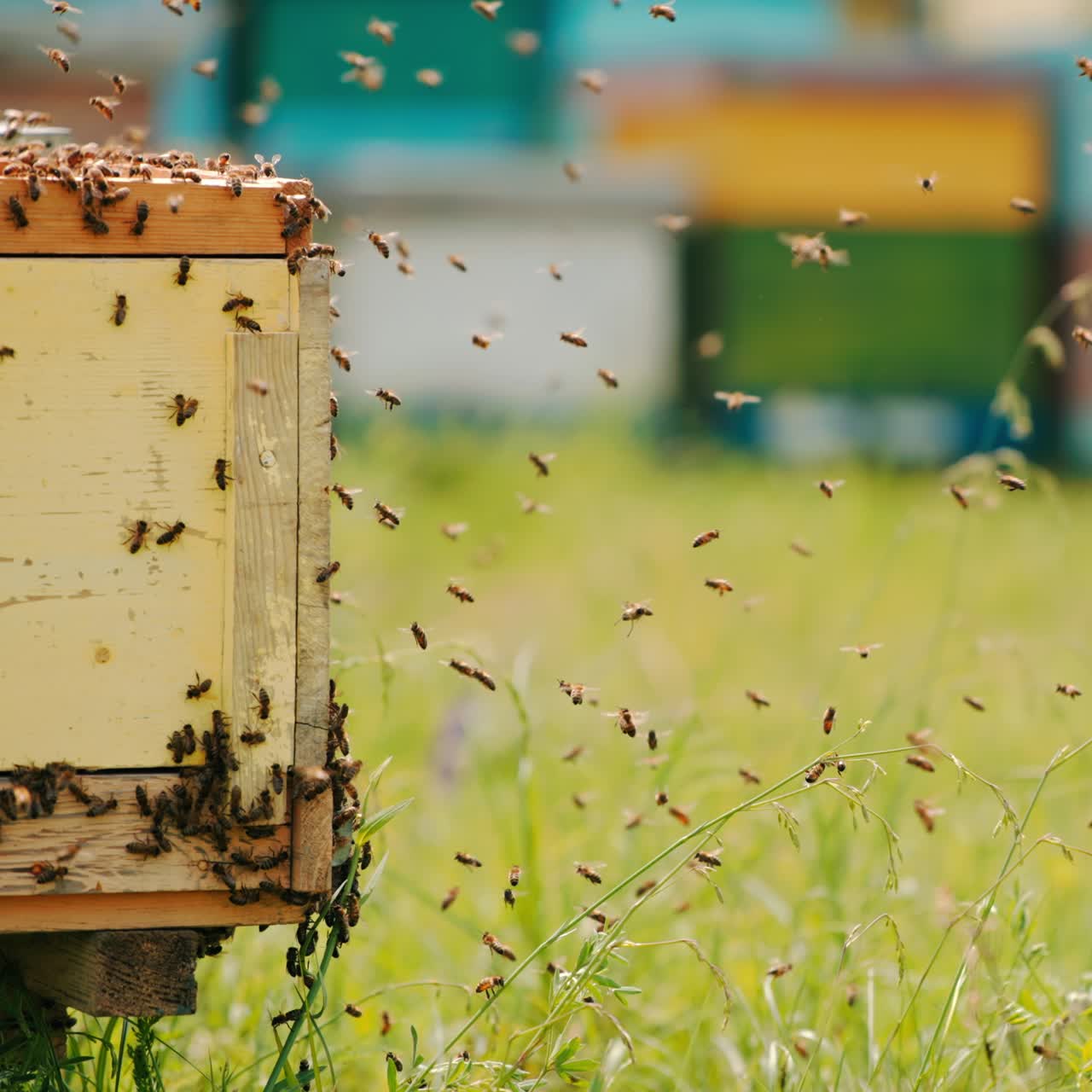 Hundreds of bees flying around the beehive. Lots of working honey insects crawling along the hive. Blurred backdrop with hives