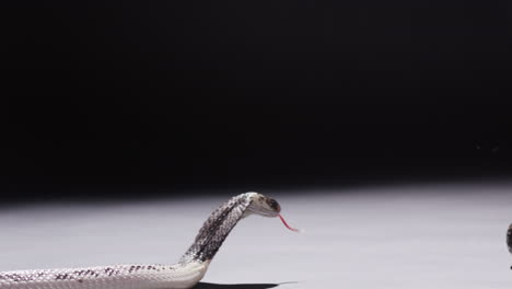 Spitting-cobra-spits-and-strikes-at-trainer-trying-to-get-it-back-in-enclosure