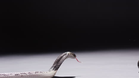 la cobra escupida escupe y golpea al entrenador tratando de llevarlo de vuelta al recinto