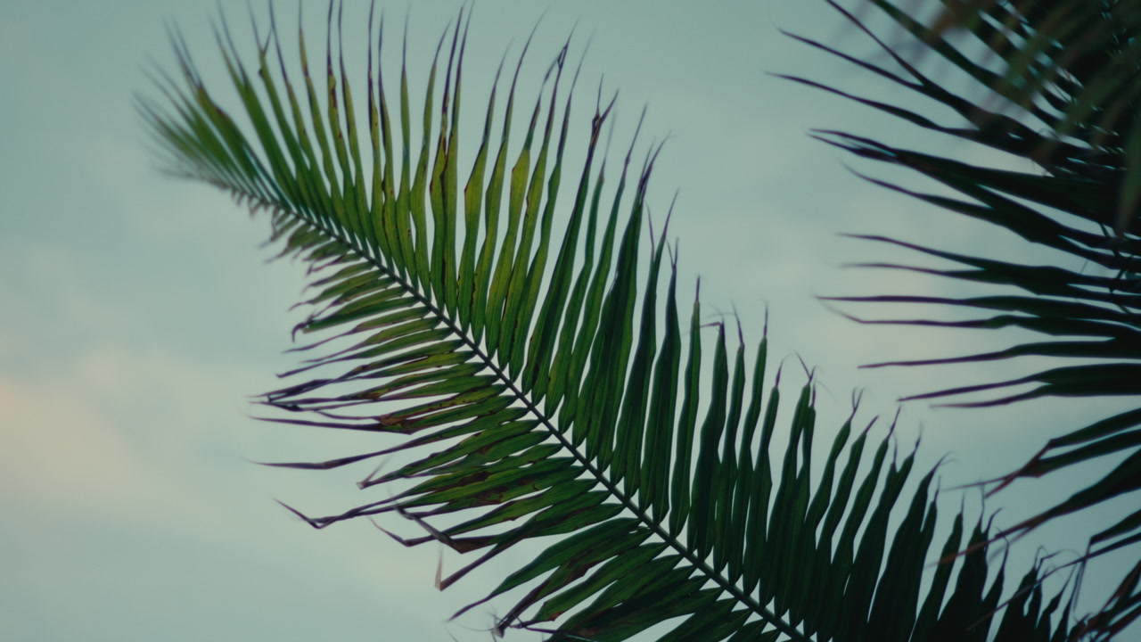 Tropical palm leaves sway gently in the breeze at a tranquil resort under a soft sky.