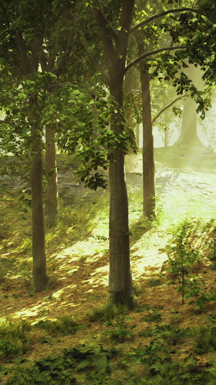 Sunlight filters through trees in a serene forest setting during ...