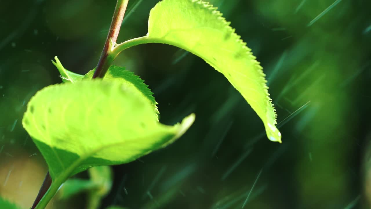 Rain Falling On Leaves. Water Drops on Leaf Surface.