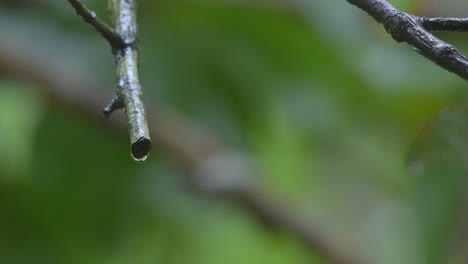 tree essence medical water drop rain