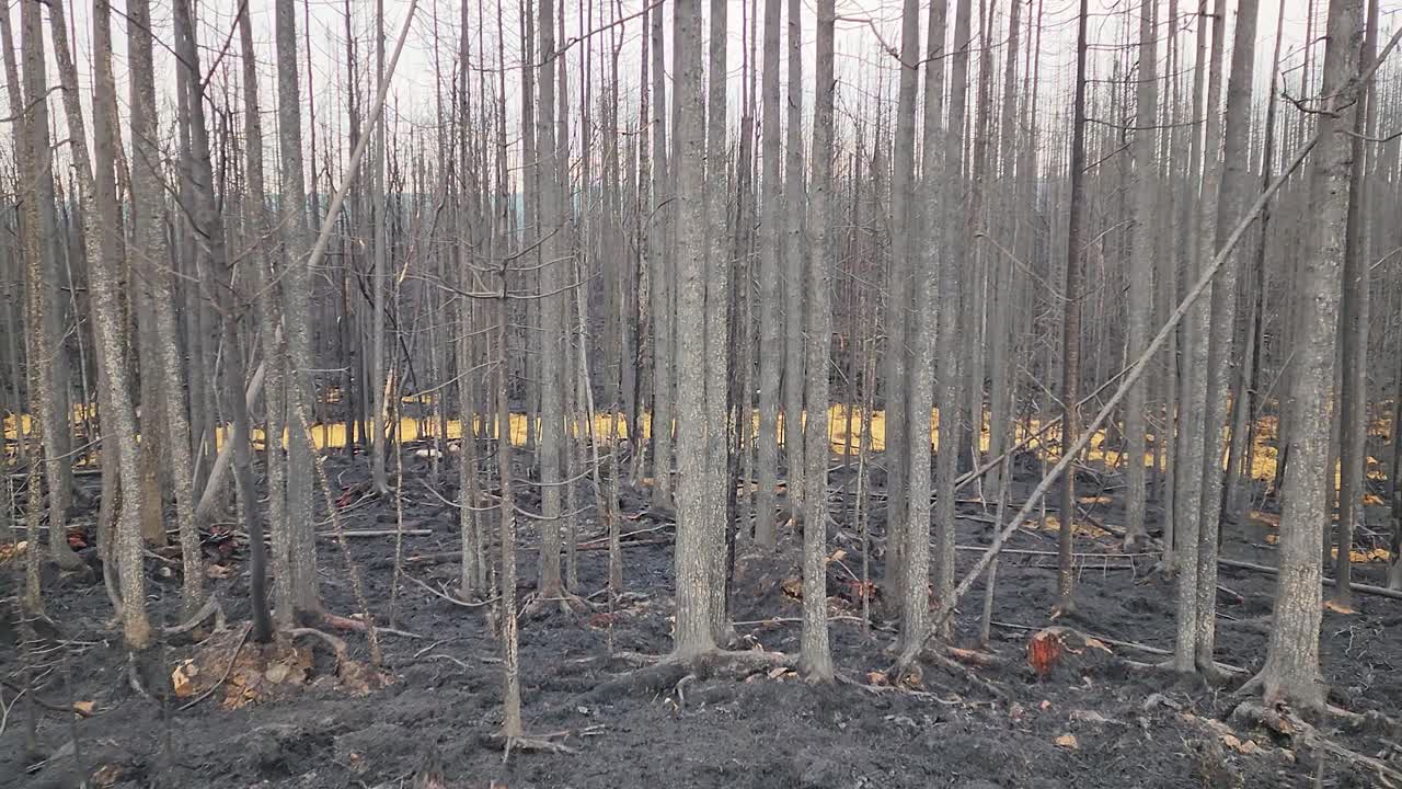 cientos de árboles carbonizados debido al incendio forestal del lago kirkland con escoria amarilla en el fondo
