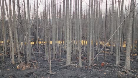 Cientos-De-árboles-Carbonizados-Debido-Al-Incendio-Forestal-Del-Lago-Kirkland-Con-Escoria-Amarilla-En-El-Fondo