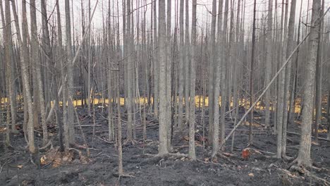 hundreds of charred trees due of kirkland lake forest fire with yellow dross in background