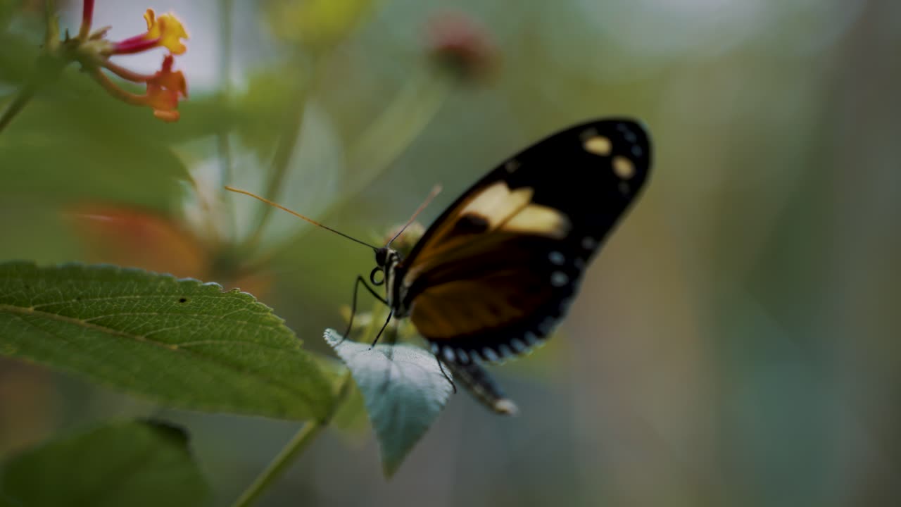 Primo piano di una farfalla nera posata su un fiore per succhiare il nettare