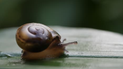 pequeño caracol en una hoja