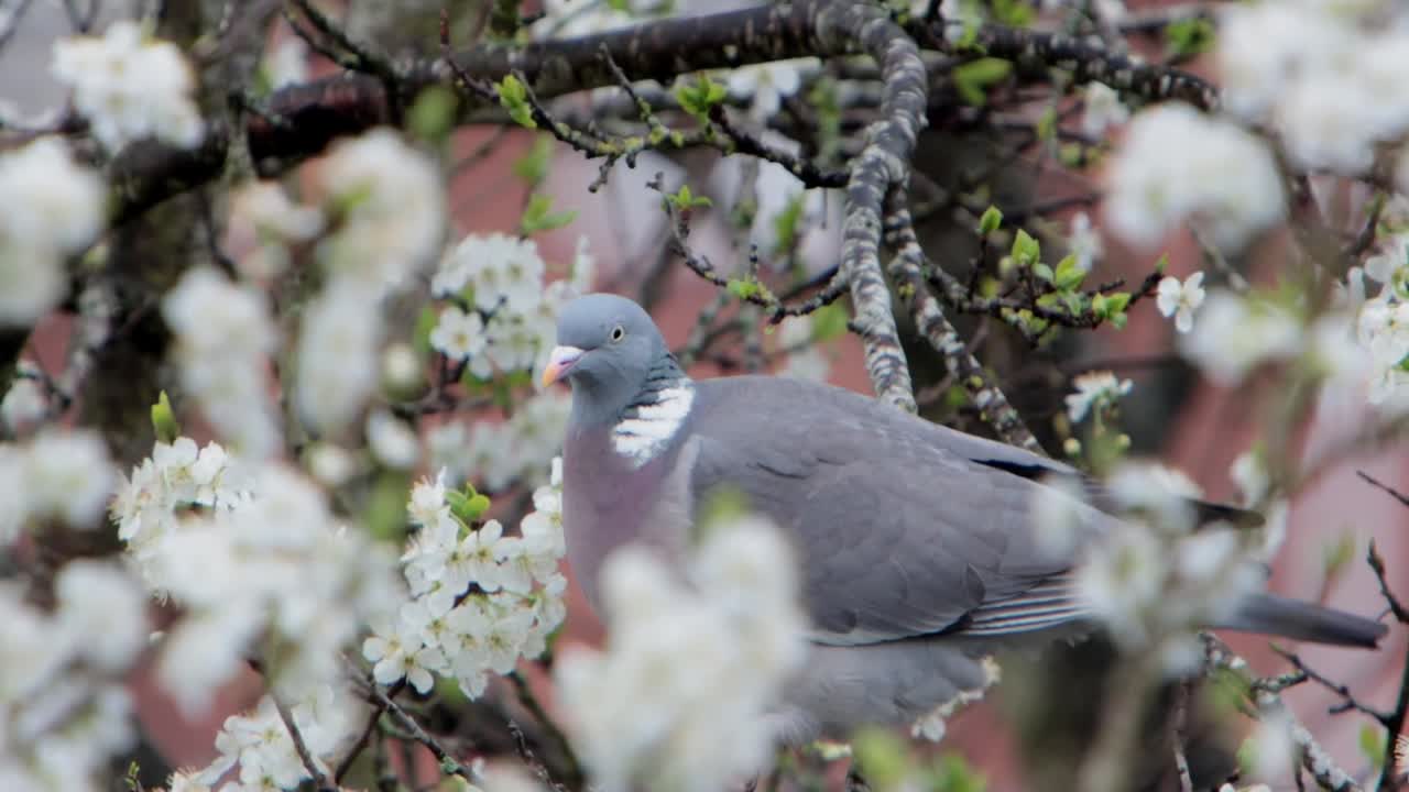 Colombaccio, Columba palumbus, su un susino in fiore in primavera. Regno Unito.