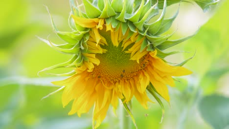 small busy bees collecting pollen on sunflower during subtle soft evening setting sun light with bokeh green yellow background