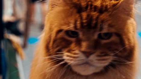 close up portrait of tabby maine coon cat