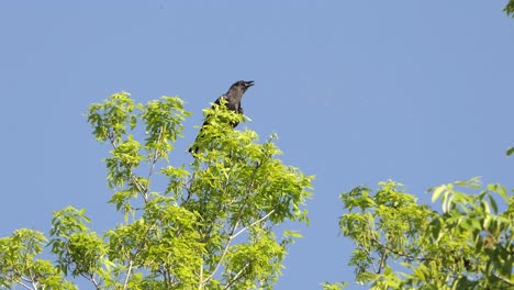 Schwarzer-Rabe-Thront-Auf-Einem-Baum-Und-Versucht,-Einen-Kleinen-Schwarm-Fliegender-Insekten-Davor-Zu-Fressen