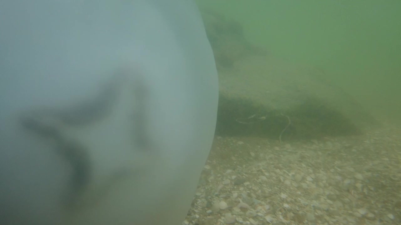 Vandmænd under vandet i havet. Arten Rhizostoma pulmo.