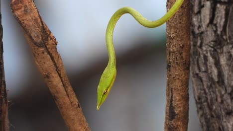 Serpiente-Limpiaparabrisas-Verde-En-El-árbol-Esperando-Palanca