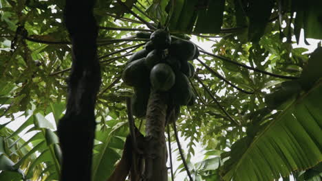papayas colgando de un árbol en una granja orgánica en madeira portugal, cámara lenta