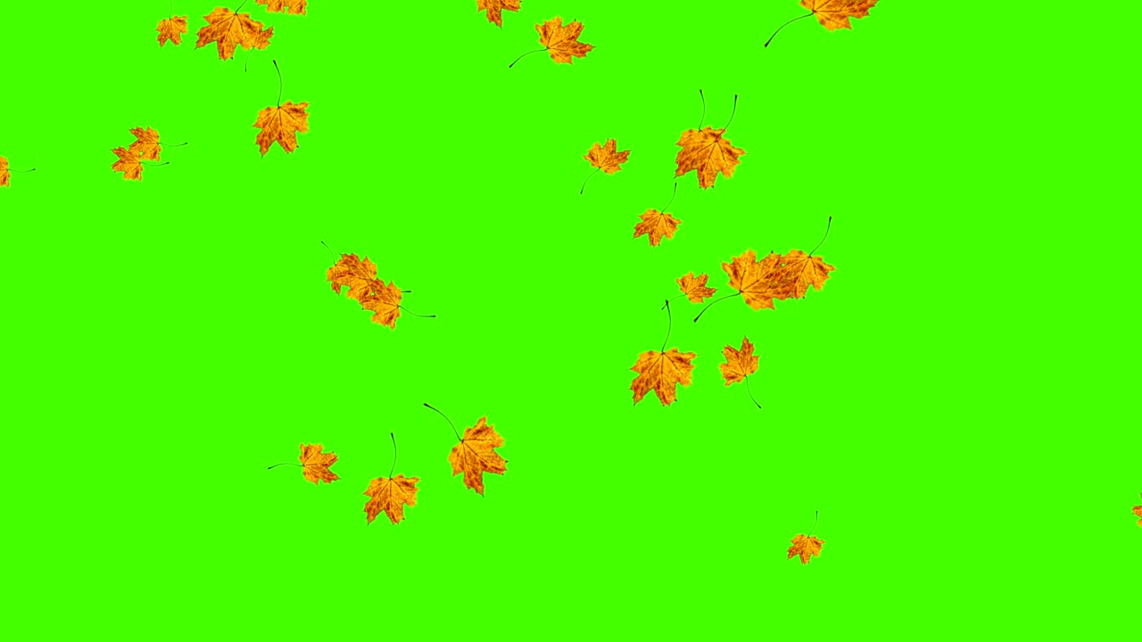 가을 잎이 떨어지는 루프, 녹색 화면 크로마 키