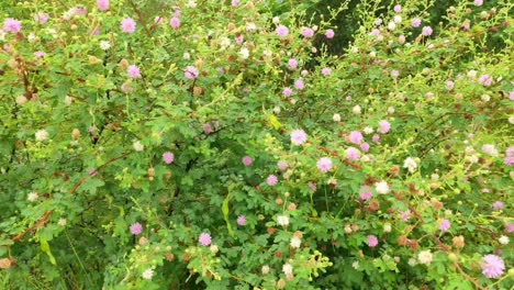 In-Der-Regenzeit-Blühen-Wunderschöne-Rosa-Blumen-Auf-Blühenden-Sträuchern