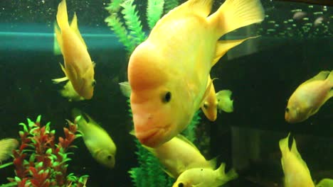 Fishes-swimming-in-the-aquarium