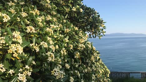 scenic view of bees pollinating laurel cherry tree flowers with beautiful view on adriatic sea in lovran, croatia