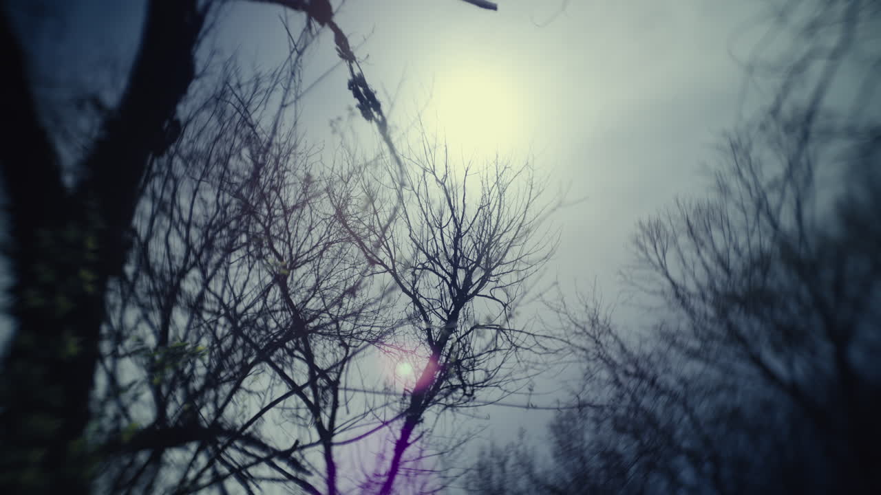 Bare Tree Branches Against a Cloudy Sky