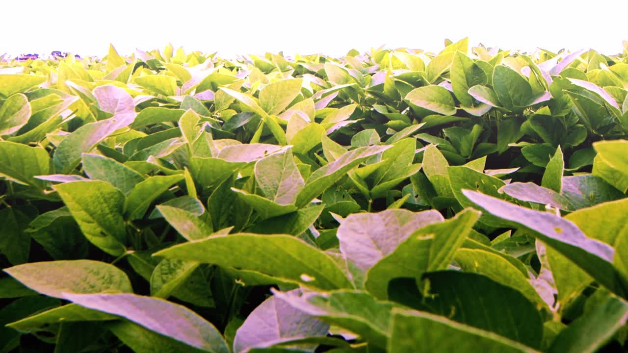 primer plano de follaje de hojas verdes en cámara lenta, efecto brillante sobreexpuesto