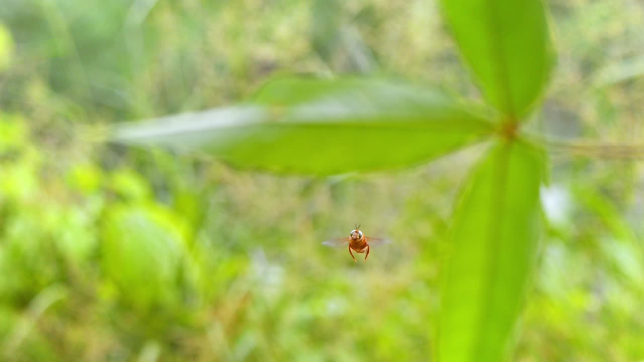 A Orchid bee effortlessly floats in slow motion, navigating the warm air of Peru’s Amazon rain forest