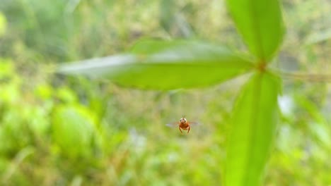 a orchid bee effortlessly floats in slow motion, navigating the warm air of peru’s amazon rain forest