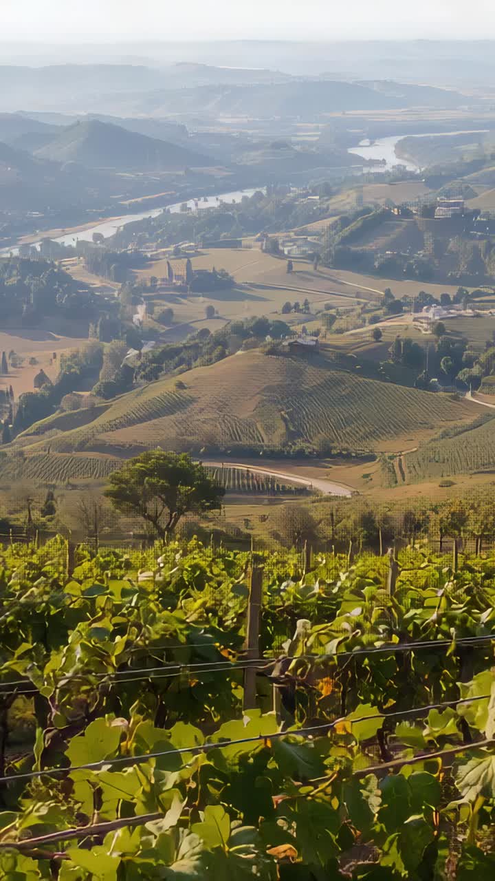 Video verticale: telecamera che si sposta rivelando filari di vigneti, graticci, colline terrazzate e valle fluviale
