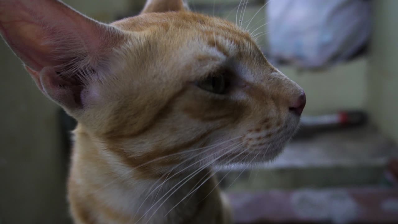 Razza billi indiana conosciuta anche come gatto comune indiano