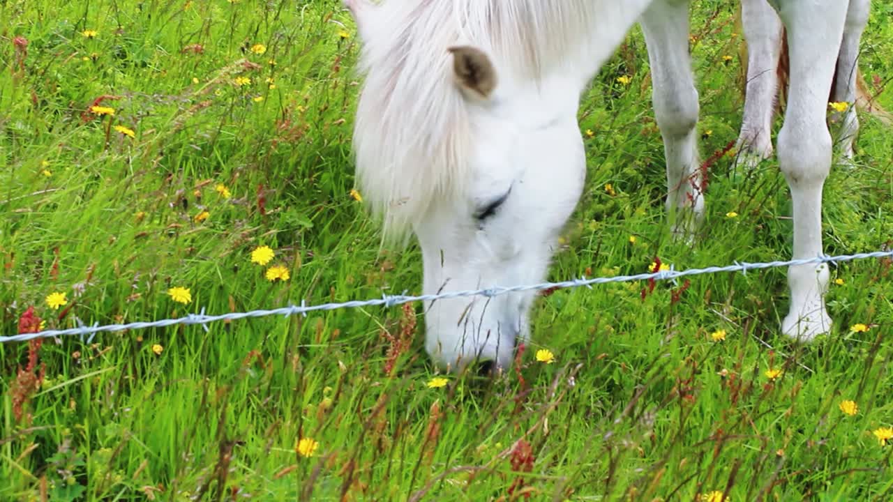 철조망 뒤에 있는 아름다운 백마가 아이슬란드, 푸른 산, 노란 꽃, 배경의 흑백 말, 풀 hd에서 풀을 먹고 있는 아름다운 백마의 클로즈업 샷