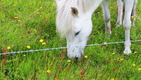 close up shot of a beautiful white horse behind a wire fence eating grass in iceland, green mountains, yellow flowers, black and white horses in the background, full hd