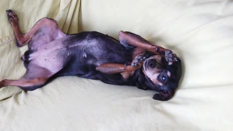 mini pinscher cute dog lays down being pet at sofa tender small tiny slow motion