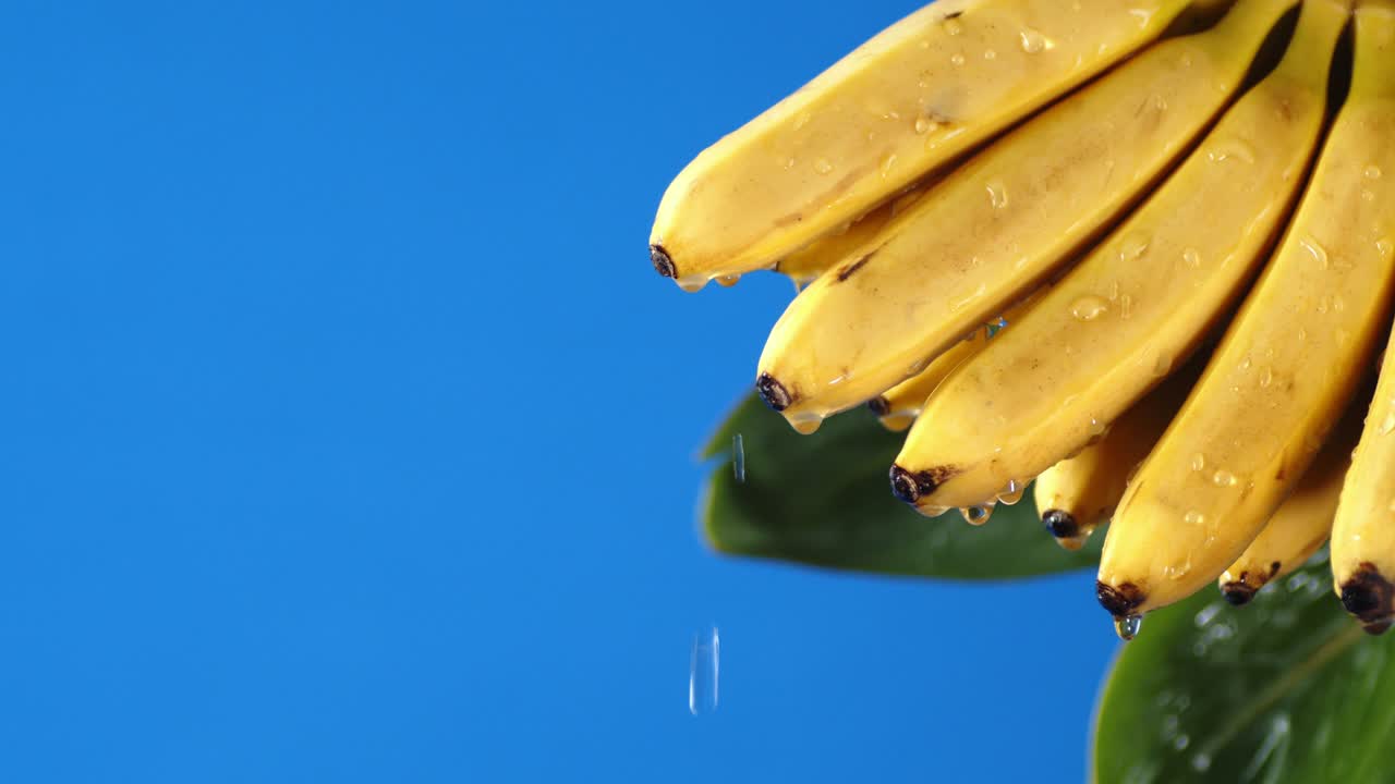 신선한 바나나 잎은 물방울이 떨어집니다.