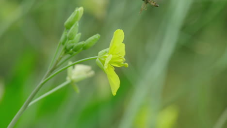 una mosca en cámara lenta despega de una flor