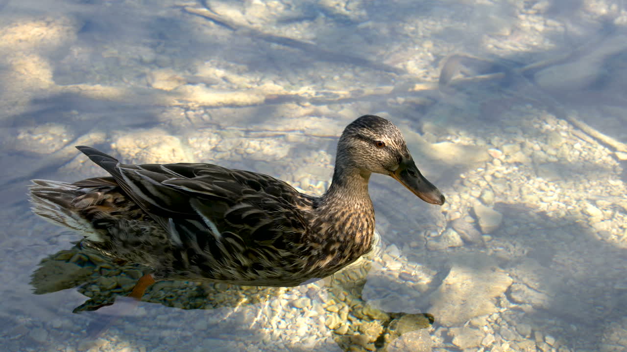 Anatra che nuota in uno stagno nei Laghi di Plitvice, Croazia