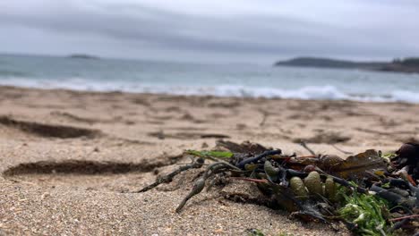 4k seaweed on sand beach in acadia national park near bar harbor maine