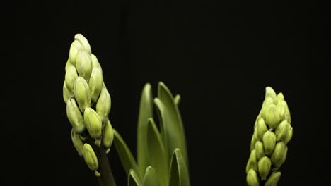 beautiful green hyacinth flower buds growing - time lapse