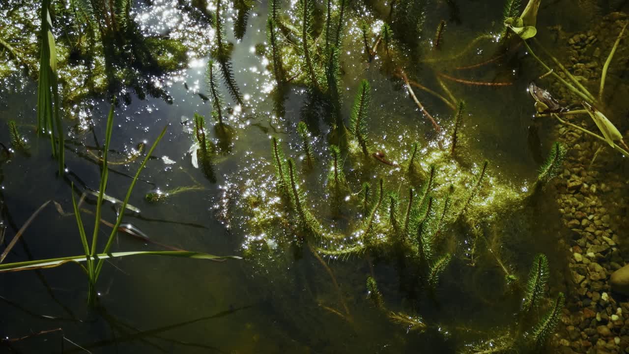 Sunlight breaks through water to reveal lush aquatic plants below.