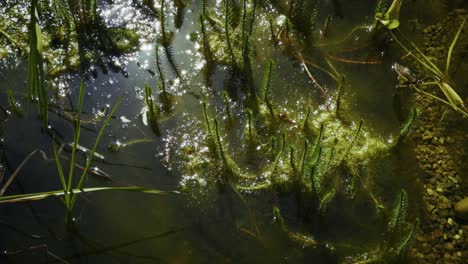 sunlight breaks through water to reveal lush aquatic plants below.