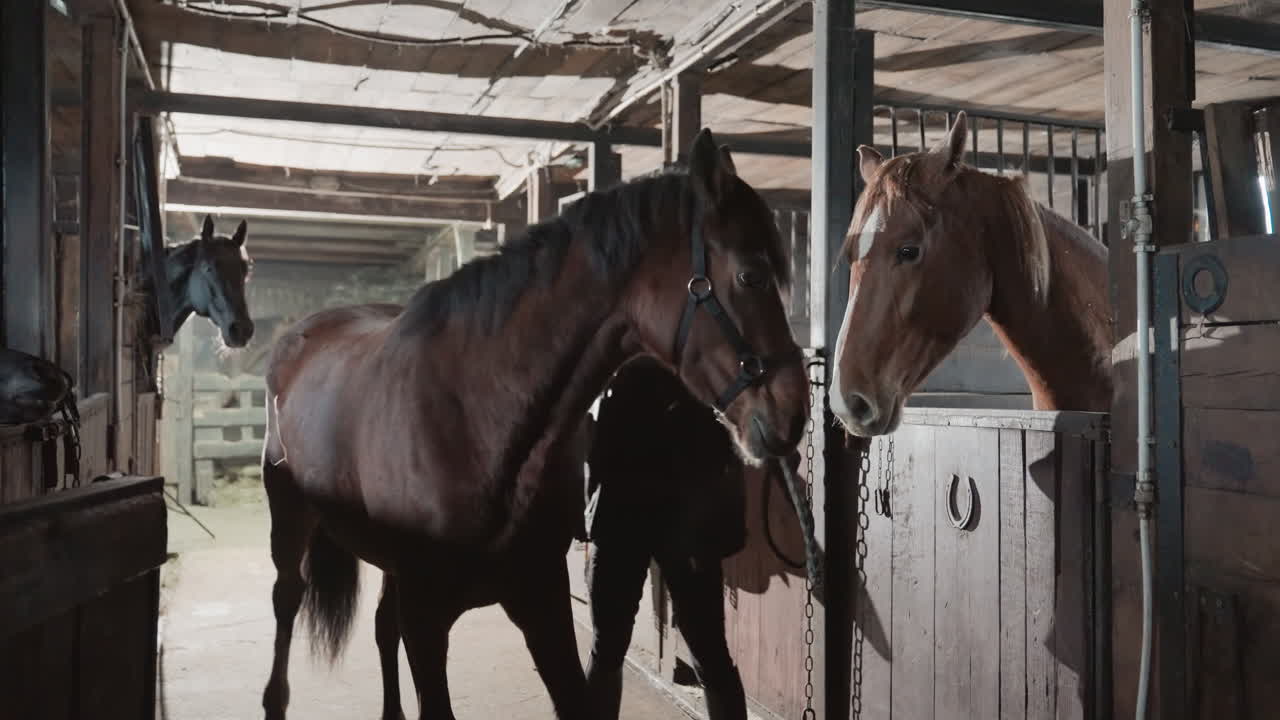 Wide shot stable aisle with horses walking past stalls, handler in hat leads group while sunlight filters through rafters, timber stalls and tack visible, calm organized ranch routine with grooming