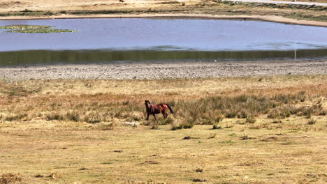 the horse wandering by lake