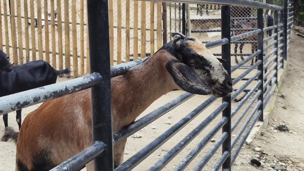울타리 뒤의 염소