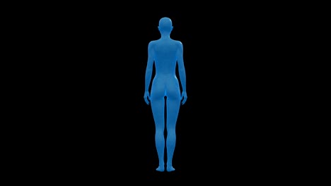 woman, female human body, 3d wireframe model, seamless loop