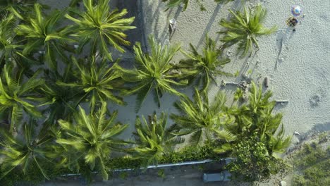 vista aérea de drones de palmeras en la playa desde la parte superior