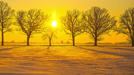 Epic-Time-lapse-shot-of-golden-sunset-behind-leafless-tree-avenue-in-Nature-during-iced-wintertime
