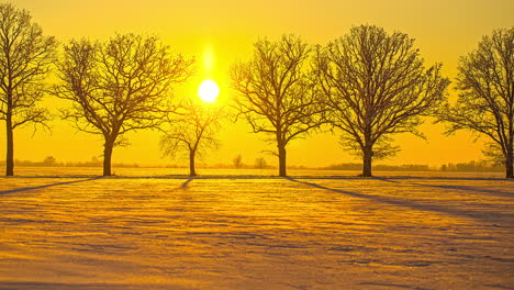epic time lapse shot of golden sunset behind leafless tree avenue in nature during iced wintertime