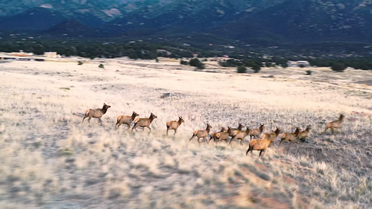 стадо лосей в горной долине крупным планом с воздуха 4k