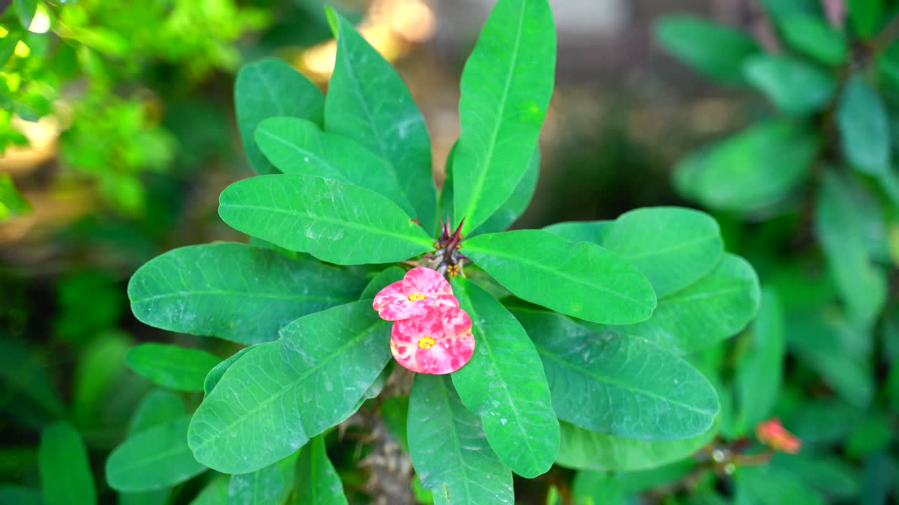 태양-53에 빛나는 정원의 꽃