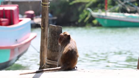 monkey moves around, interacts with dock post